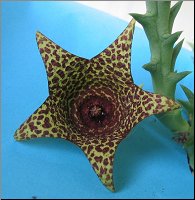 Orbea sp Boegoekraal